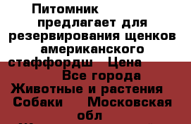 Питомник KURAT GRAD предлагает для резервирования щенков американского стаффордш › Цена ­ 25 000 - Все города Животные и растения » Собаки   . Московская обл.,Железнодорожный г.